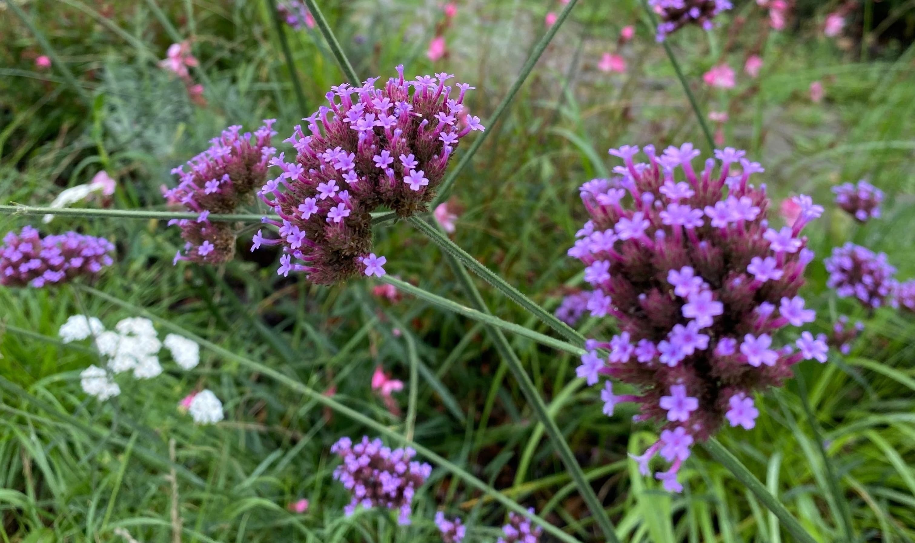 Beautiful garden 6